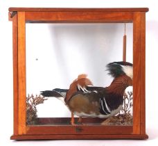 Late 20th century taxidermy Male Mandarin Duck (Aix galericulata) in naturalistic setting with