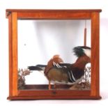 Late 20th century taxidermy Male Mandarin Duck (Aix galericulata) in naturalistic setting with
