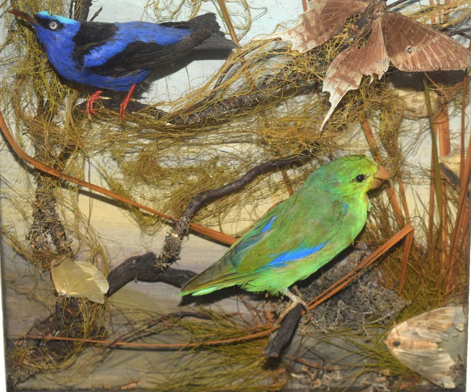 Late Victorian / early 20th century taxidermy diorama of exotic birds of paradise to include humming - Image 3 of 4