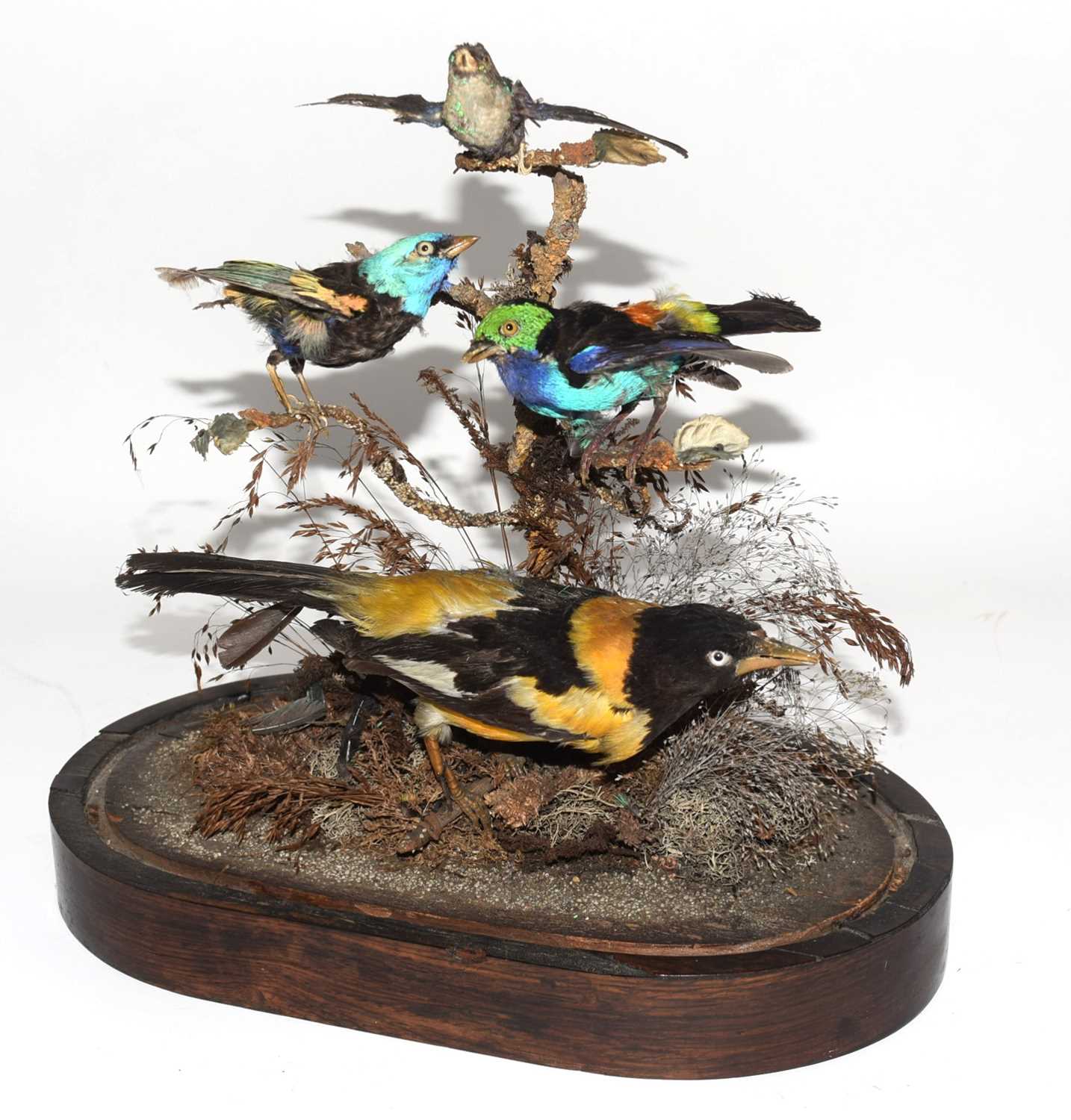 Victorian Taxidermy diorama of birds of paradise and exotic birds under glass dome to include - Image 2 of 6