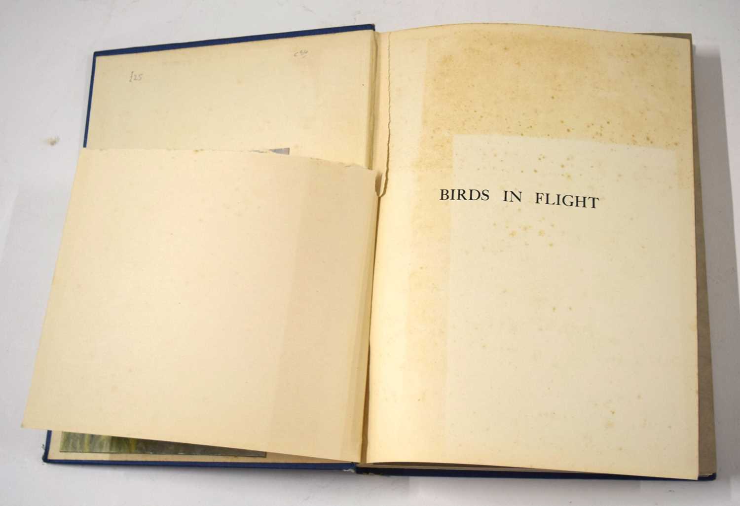 Ornithological book interest: Birds in Flight 1st edition 1922 by W.P.Pycraft. 12-mounted colour - Image 4 of 8
