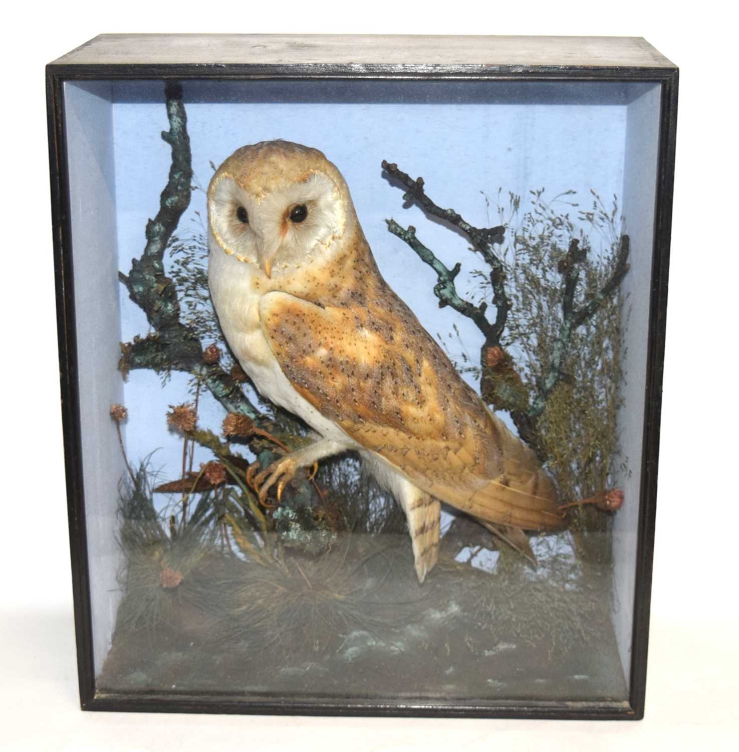 Late Victorian Taxidermy cased Barn Owl (Tyto alba) set in naturalistic setting perched on branch