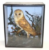 Late Victorian Taxidermy cased Barn Owl (Tyto alba) set in naturalistic setting perched on branch