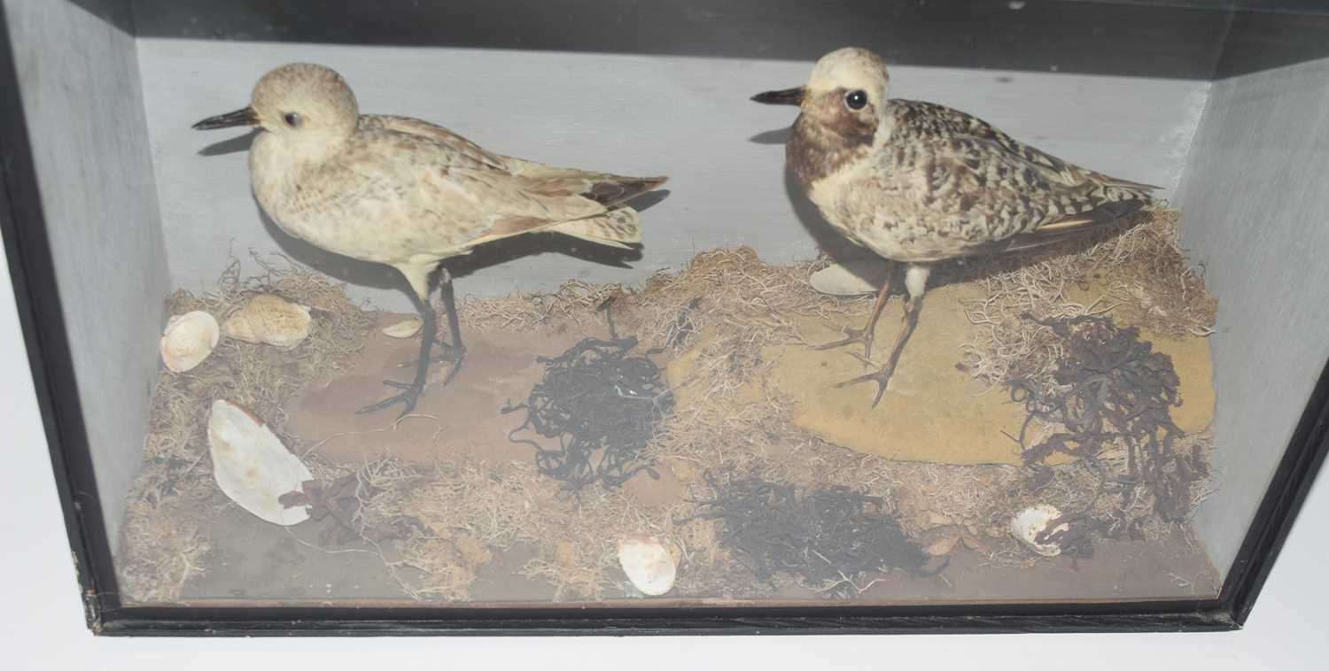 Victorian taxidermy cased pair of Common grey Plovers (Pluvialis squatarola) set in naturalistic - Image 5 of 5