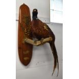 Modern 20th/ 21st century taxidermy wall mounted Cock Pheasant perched on brach amongst grasses