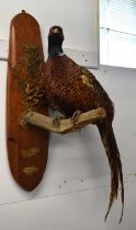 Modern 20th/ 21st century taxidermy wall mounted Cock Pheasant perched on brach amongst grasses
