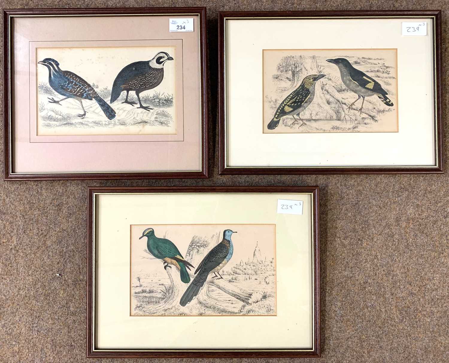 Trio of circa 19th century hand coloured ornithological engravings, framed and glazed (3)