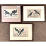 Trio of circa 19th century hand coloured ornithological engravings, framed and glazed (3)