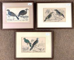 Trio of circa 19th century hand coloured ornithological engravings, framed and glazed (3)