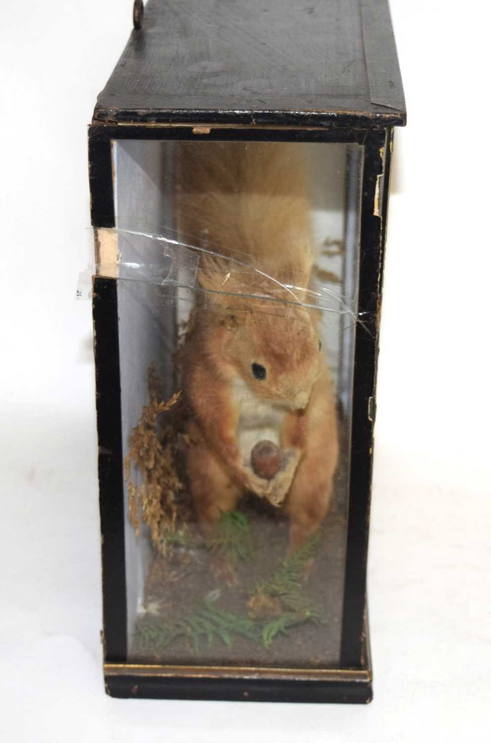 Late 19th early 20th century Taxidermy Cased Red Squirrel (Sciurus vulgaris) with wallpaper stuck to - Image 5 of 6