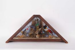 Victorian / Early 20th century unusual taxidermy case of birds of paradise to include Hummingbirds