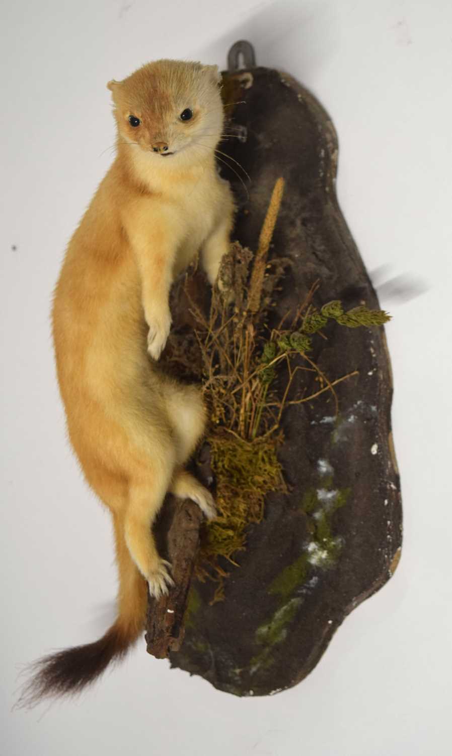 Modern Taxidermy wall mounted Stoat (Mustela erminea) on branch and naturalistic setting by