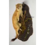 Modern Taxidermy wall mounted Stoat (Mustela erminea) on branch and naturalistic setting by