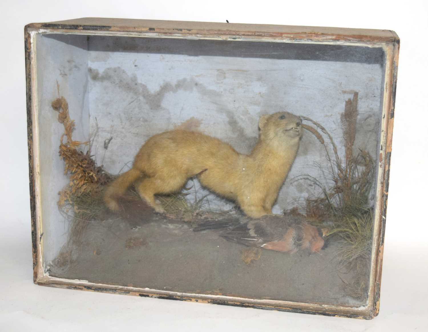 A Victorian taxidermy cased diorama of a Eurasian Stoat (Mustela erminea) set amongst grasses in