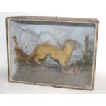 A Victorian taxidermy cased diorama of a Eurasian Stoat (Mustela erminea) set amongst grasses in