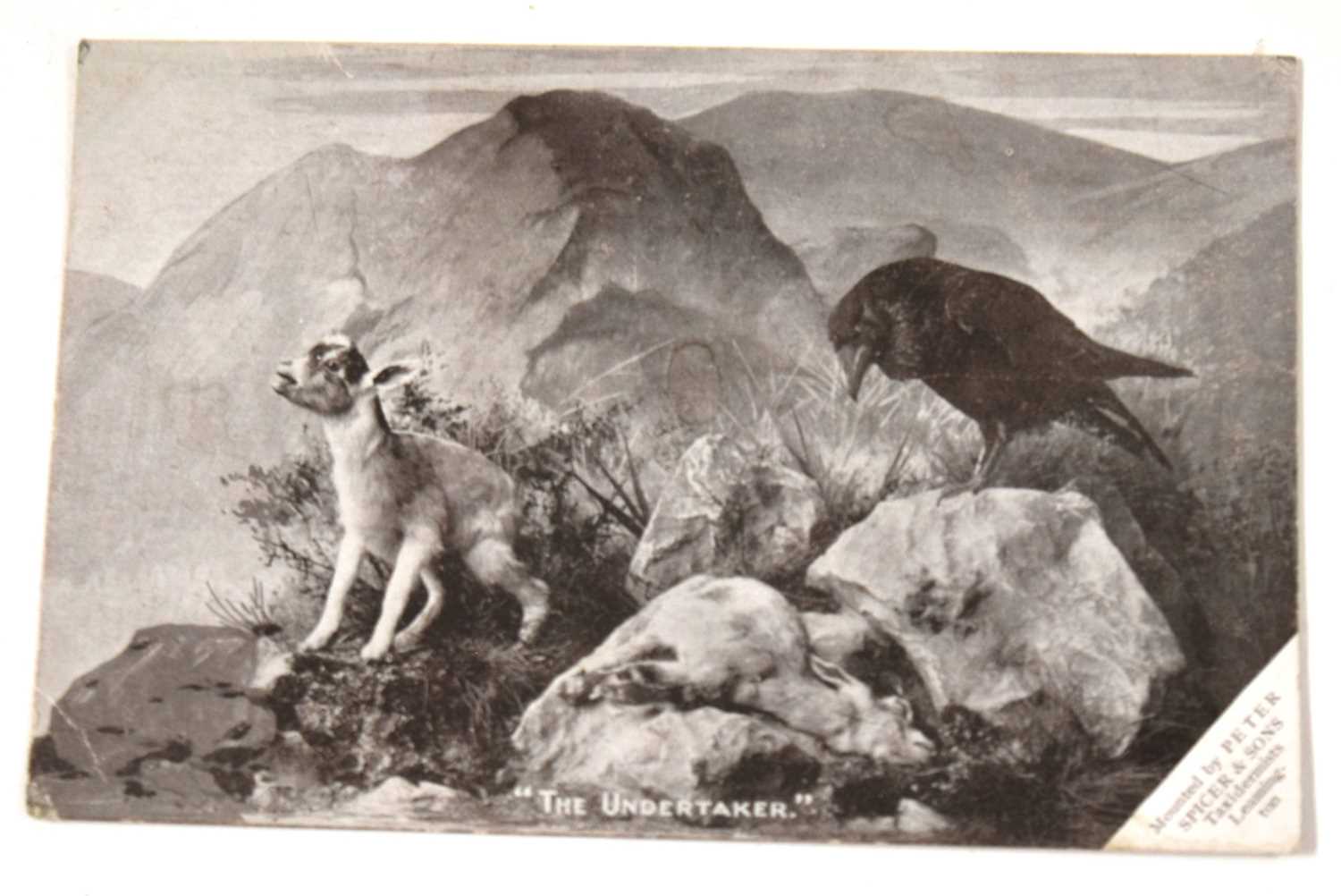 Taxidermy interest - Two Peter Spicer of Leamington Spa Postcards, to include one of Fox mask and - Image 4 of 5