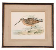 Rev. Francis Orpen Morris (British, 19th century), 'Brown Snipe', hand coloured lithograph, 19.