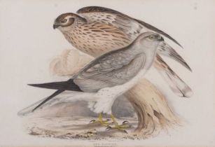 John and Elizabeth Gould (British, 19th century), 'Hen Harrier. Circus cvaneus', hand coloured