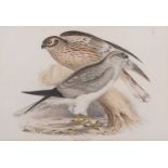 John and Elizabeth Gould (British, 19th century), 'Hen Harrier. Circus cvaneus', hand coloured