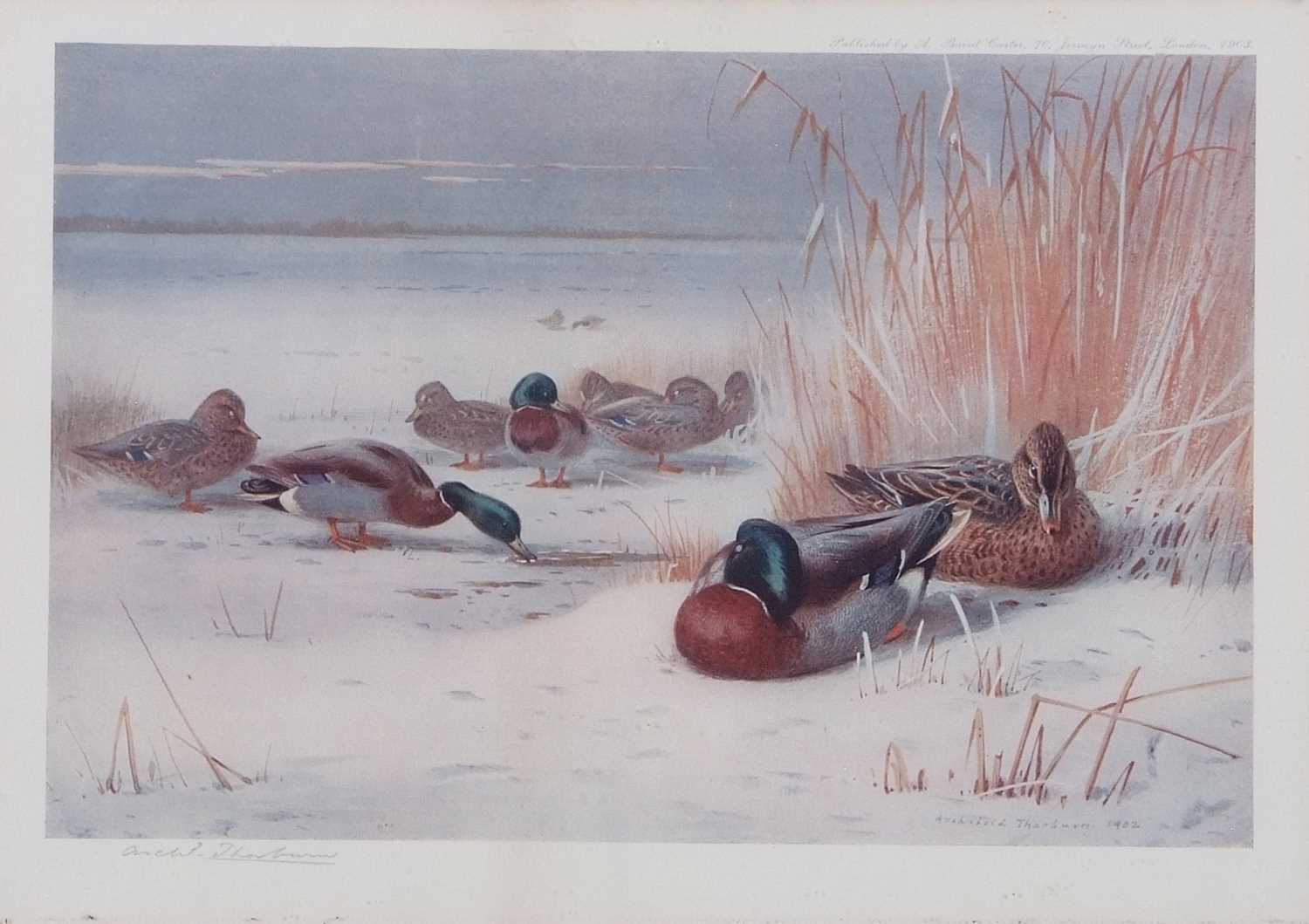 Archibald T. Thorburn (1860-1935), A set of twelve; Gamebirds, Wildfowl and Shorebirds, coloured - Image 3 of 25