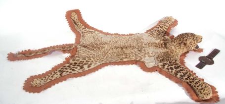 A Juvenile Leopard (Panthera pardus) skin rug on a brown felt mount by the Theobald Bros of