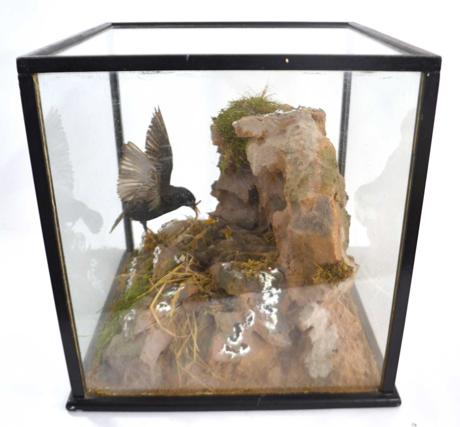 Taxidermy case/diorama of Starlings (Sturnus Vulgaris) and chicks in nest setting, case measurements - Image 2 of 3