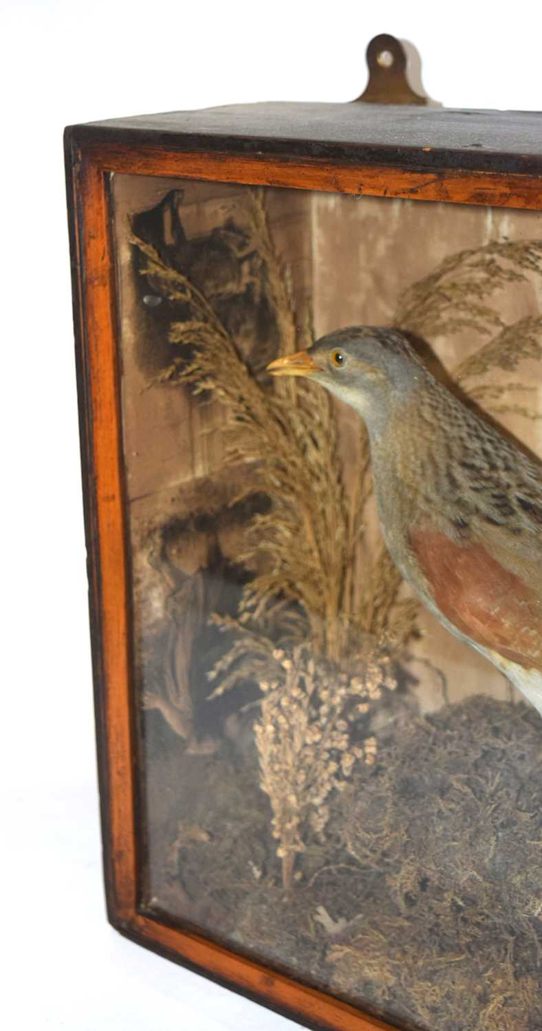 Victorian taxidermy cased Corncrake (crex crex) in pine wooden case. Set in naturalistic setting - Image 4 of 7