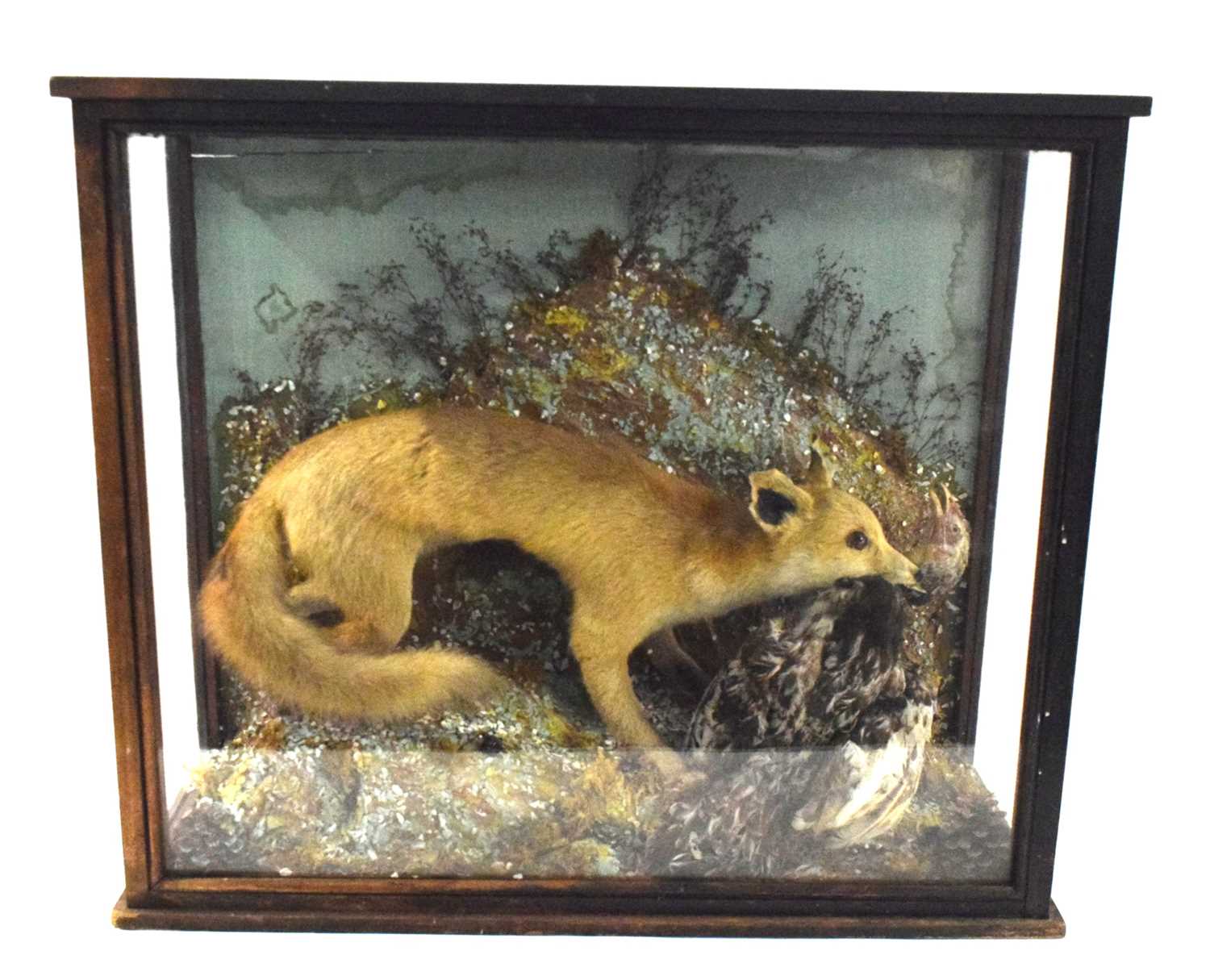 Late 19th / Early 20th century taxidermy cased Fox (vulpes vulpes) attacking a chicken, set in