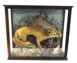 Late 19th / Early 20th century taxidermy cased Fox (vulpes vulpes) attacking a chicken, set in