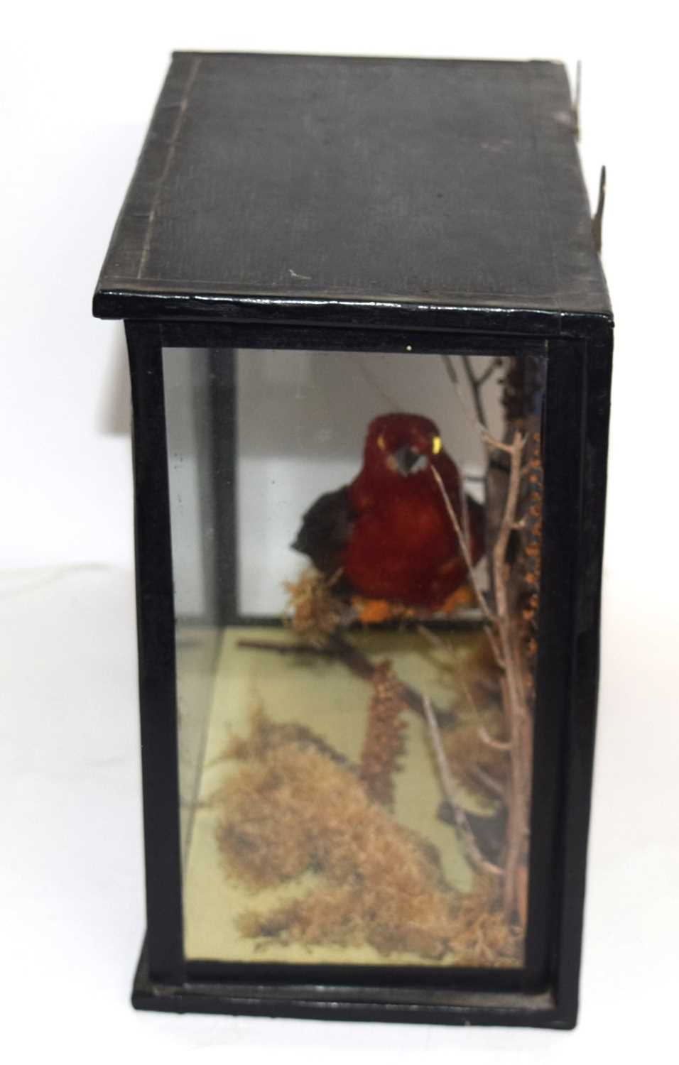 Edwardian / early 20th century taxidermy cased Brazilian Tanager bird (Ramphocelus bresilius) set in - Image 3 of 4