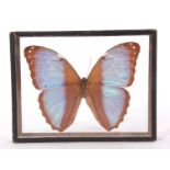 Victorian Framed Butterfly specimen of morphinae coelestis butterfly with Victorian paper label.
