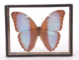 Victorian Framed Butterfly specimen of morphinae coelestis butterfly with Victorian paper label.