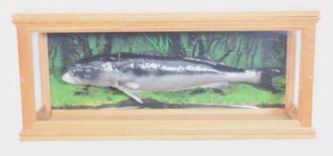 Modern Taxidermy cast model cased Seabass fish by taxidermist M.Dobson (label to back of fish) in