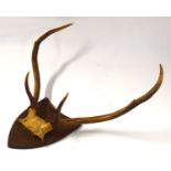 Victorian mounted Sika Deer (Cervus nippon) 6 pointer stag top of skull and antlers mounted on