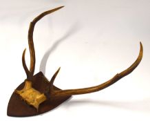 Victorian mounted Sika Deer (Cervus nippon) 6 pointer stag top of skull and antlers mounted on