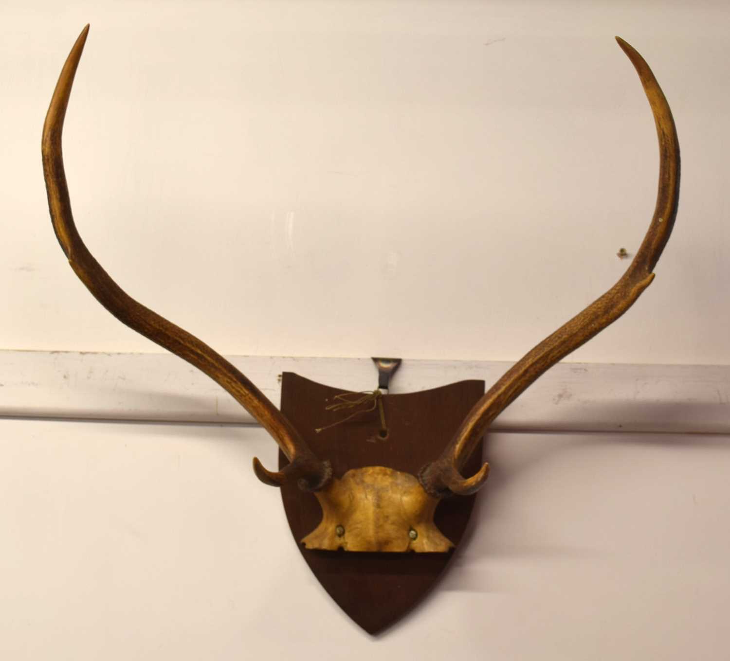 Victorian mounted Sika Deer (Cervus nippon) 6 pointer stag top of skull and antlers mounted on - Image 2 of 2