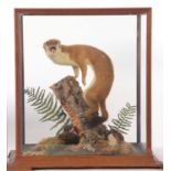 Taxidermy cased stoat (Mustela Erminea) by Taxidermist Adrian Edwards, label/sticker to case, in
