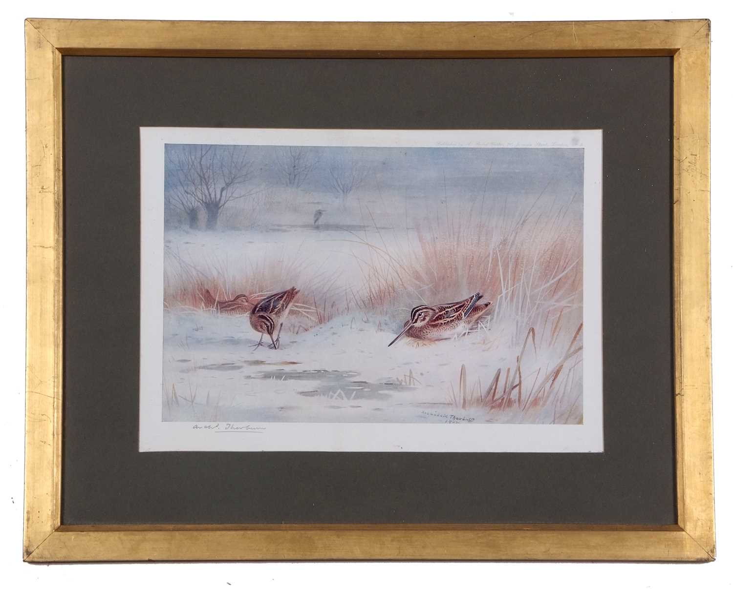 Archibald T. Thorburn (1860-1935), A set of twelve; Gamebirds, Wildfowl and Shorebirds, coloured - Image 16 of 25