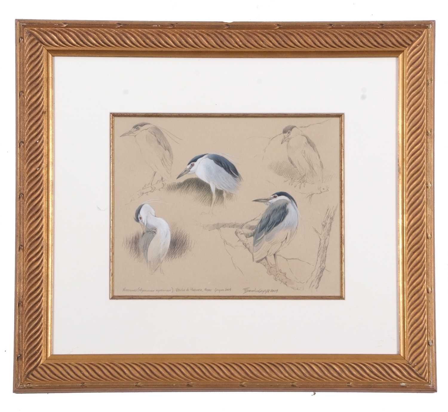 Federico Gemma SWLA (Italian, b.1970), 'Night Heron Studies' watercolour and pencil on paper, signed - Image 2 of 2