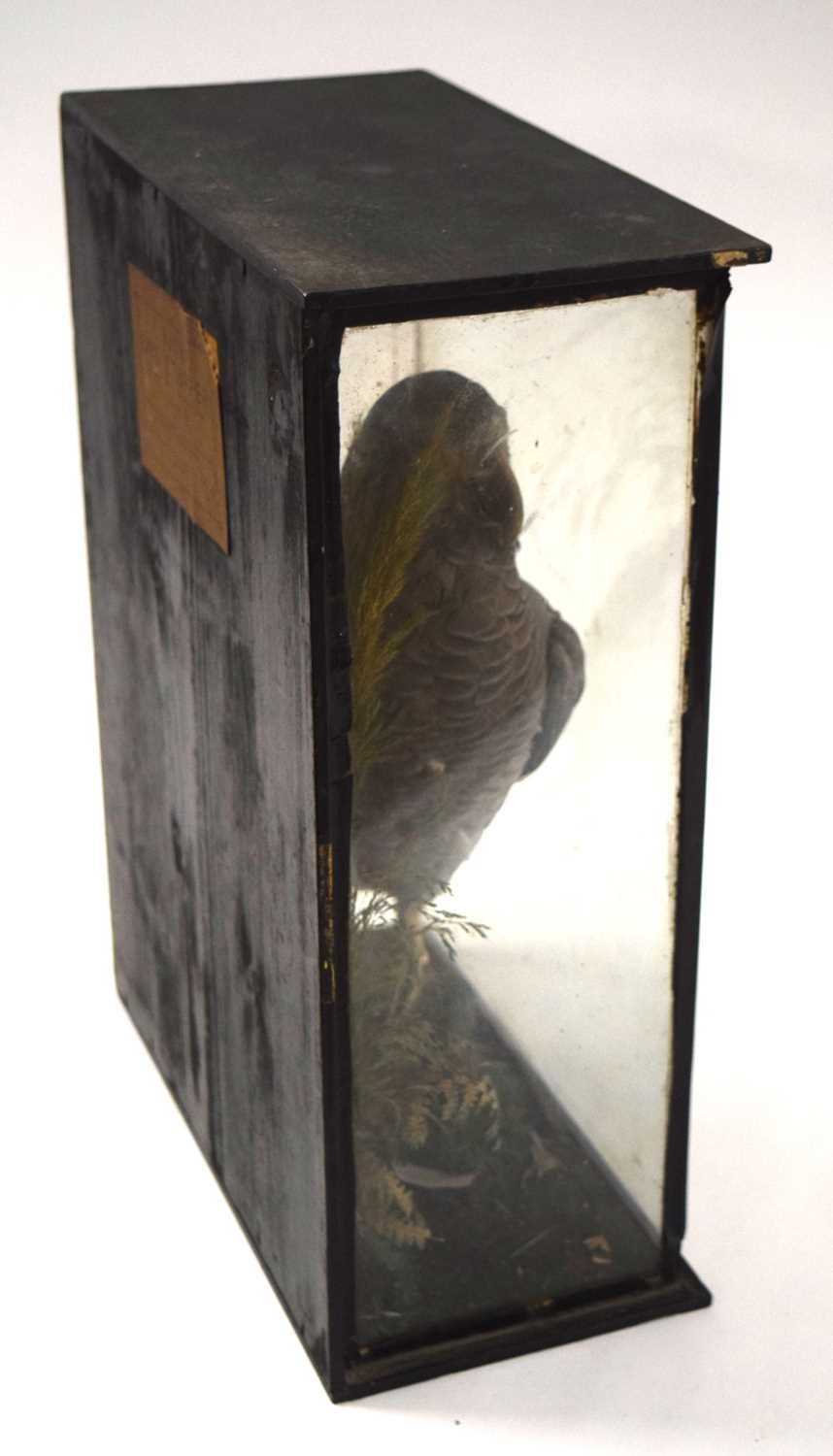 Victorian / Early 20th Century Taxidermy cased African grey Parrot (Psittacus erithacus) by - Image 5 of 6