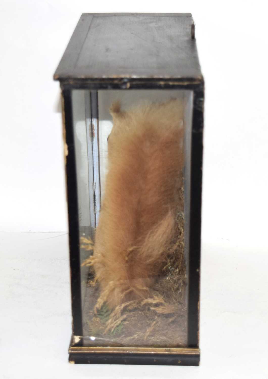 Late 19th early 20th century Taxidermy Cased Red Squirrel (Sciurus vulgaris) with wallpaper stuck to - Image 4 of 6