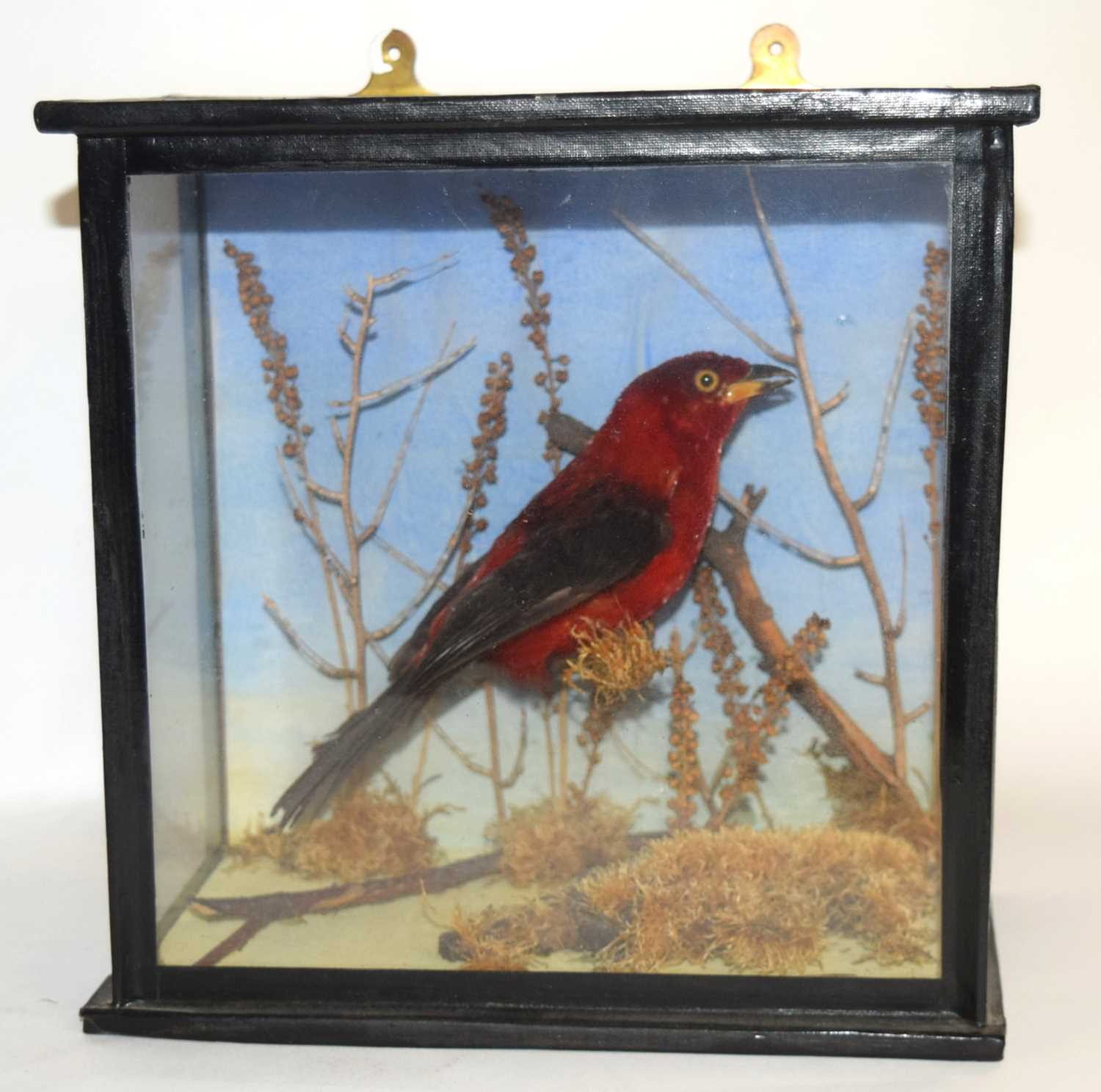 Edwardian / early 20th century taxidermy cased Brazilian Tanager bird (Ramphocelus bresilius) set in