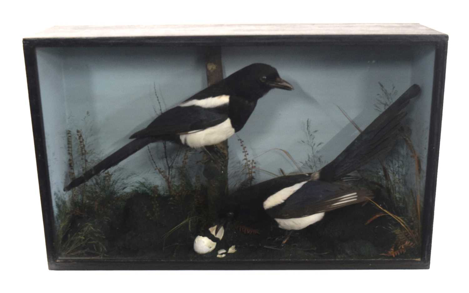 late 20th century taxidermy cased pair of Common Magpies (Pica pica) set in naturalistic setting