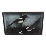 late 20th century taxidermy cased pair of Common Magpies (Pica pica) set in naturalistic setting