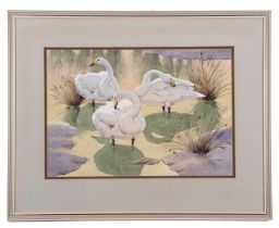 Noel William Cusa (British,1909-1990), Whooper Swans, watercolour and pencil, signed, 34x49cm,