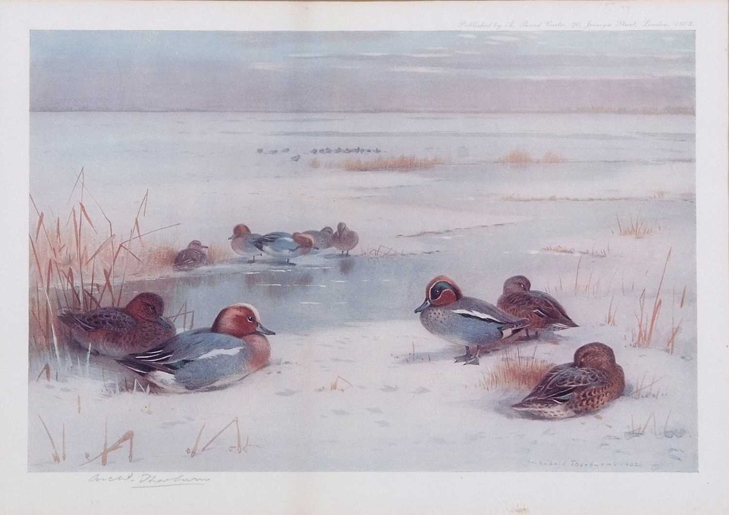 Archibald T. Thorburn (1860-1935), A set of twelve; Gamebirds, Wildfowl and Shorebirds, coloured - Image 4 of 25