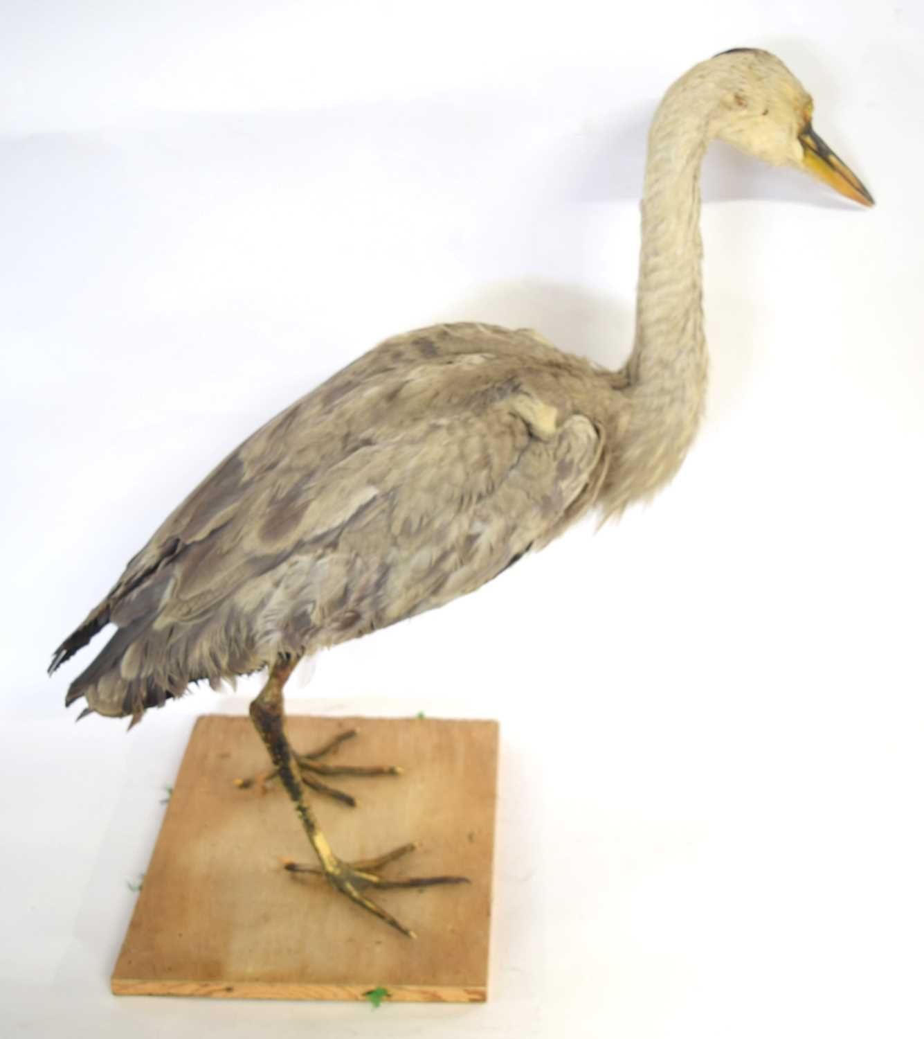 20th century uncased and unattributed Taxidermy Grey Heron (Ardea cinerea) on pine wooden base - Image 2 of 4