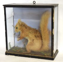 Late 19th early 20th century Taxidermy Cased Red Squirrel (Sciurus vulgaris) with wallpaper stuck to