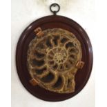 Wall mounted Crystalised Ammonite fossil mounted on mahogany shield with copper mounts