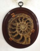 Wall mounted Crystalised Ammonite fossil mounted on mahogany shield with copper mounts